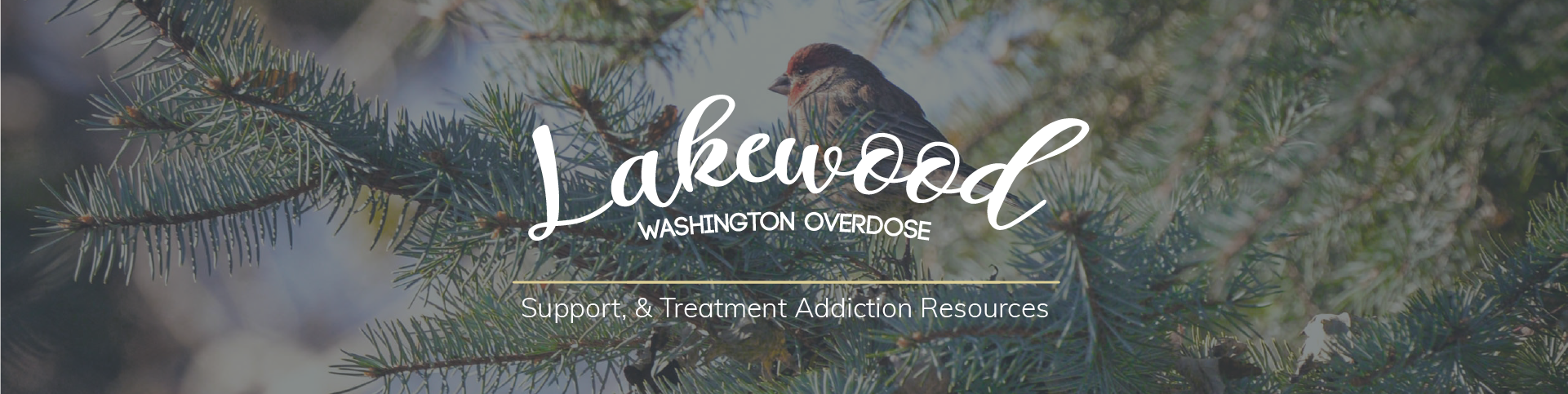 Lakewood washington overdose, support and treatment addiction resources